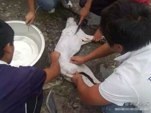 網曝男子虐殺狗照片，回應稱關你屁事。