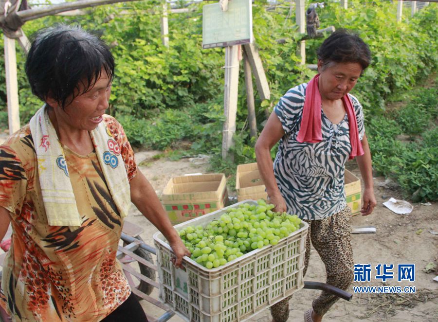 河南內黃:特色種植助力精準扶貧