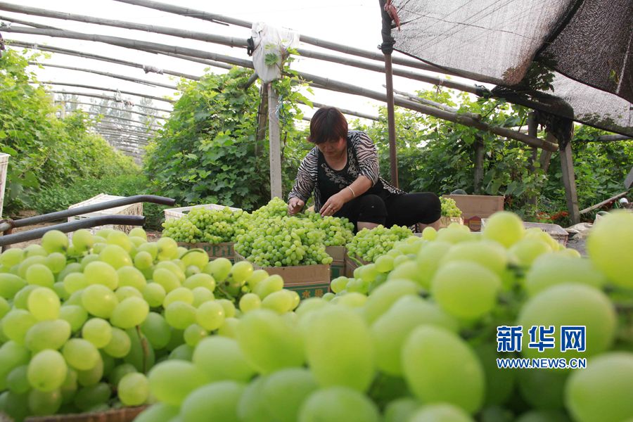 河南內黃:特色種植助力精準扶貧
