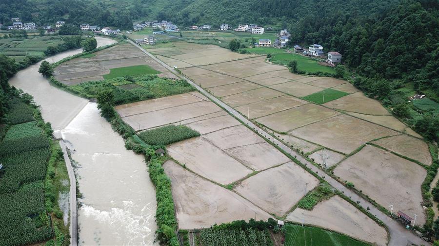 （防汛抗洪）（5）湖南桑植受強(qiáng)降雨影響 農(nóng)作物大面積受災(zāi)